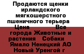 Продаются щенки ирландского мягкошерстного пшеничного терьера › Цена ­ 30 000 - Все города Животные и растения » Собаки   . Ямало-Ненецкий АО,Новый Уренгой г.